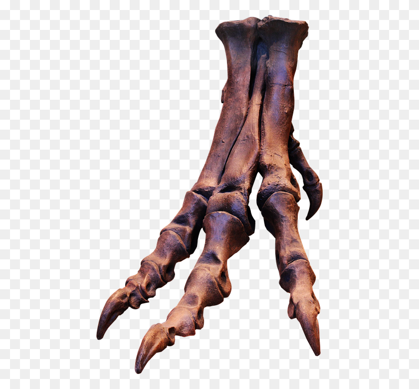 454x720 Free Photo Claws Skeleton Bones Trex Dinosaur Foot Ungal - Dinosaur Bones PNG