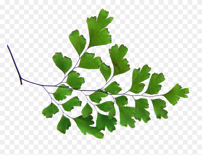 960x718 Free Photo Cut Out Plant Maiden Hair Fern - Ferns PNG
