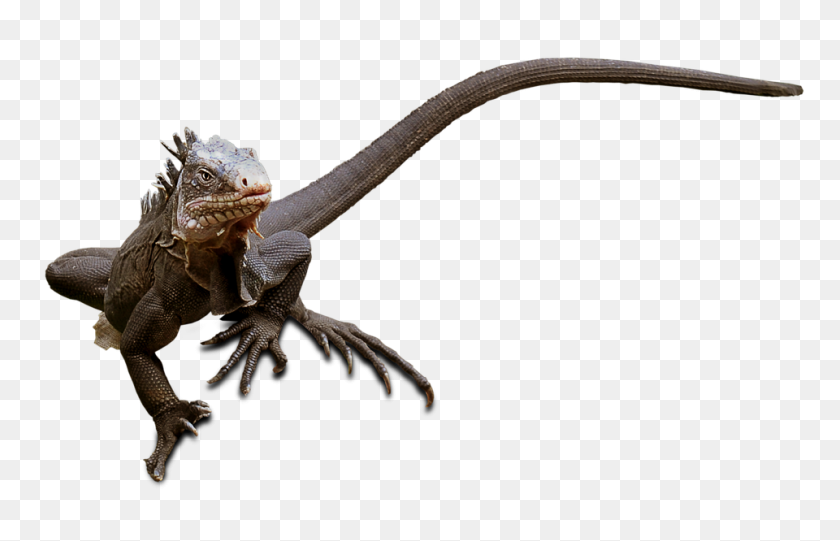 960x592 Бесплатные Фото Дракон Природа Животное Ящерица Рептилия Игуана - Игуана Png