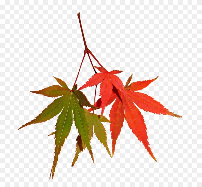 688x720 Бесплатные Фото Осень Клен Осень Природа Листья Дерево - Японский Клен Png
