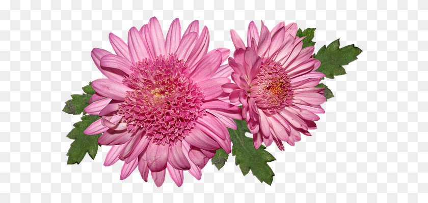 604x340 Free Photo Flower Flora Chrysanthemum Bloom Pink - Chrysanthemum PNG