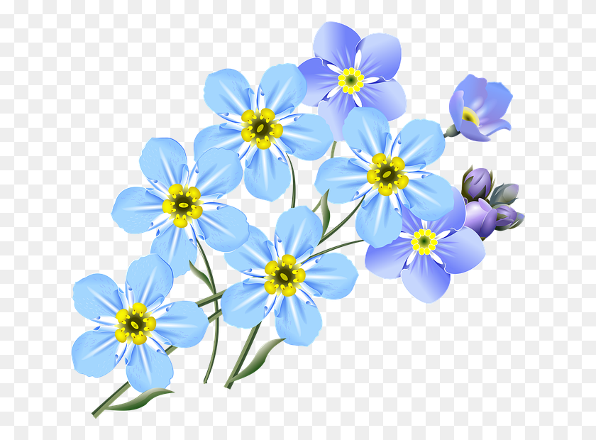 640x560 Flor De La Foto Gratis Forget Me Nots Dibujo De Flores Pequeñas Azules - Forget Me Not Clipart