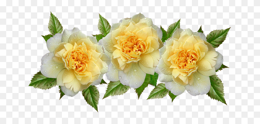 665x340 Бесплатные Фото Цветы Розы Капли Дождя Желтая Композиция - Желтые Розы Png