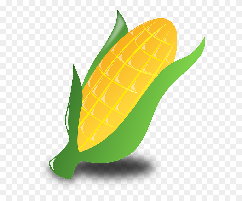 585x640 Бесплатные Фото Продовольственных Культур Кукурузы Сельскохозяйственное Растение Кукурузы - Кукурузные Стебли Png