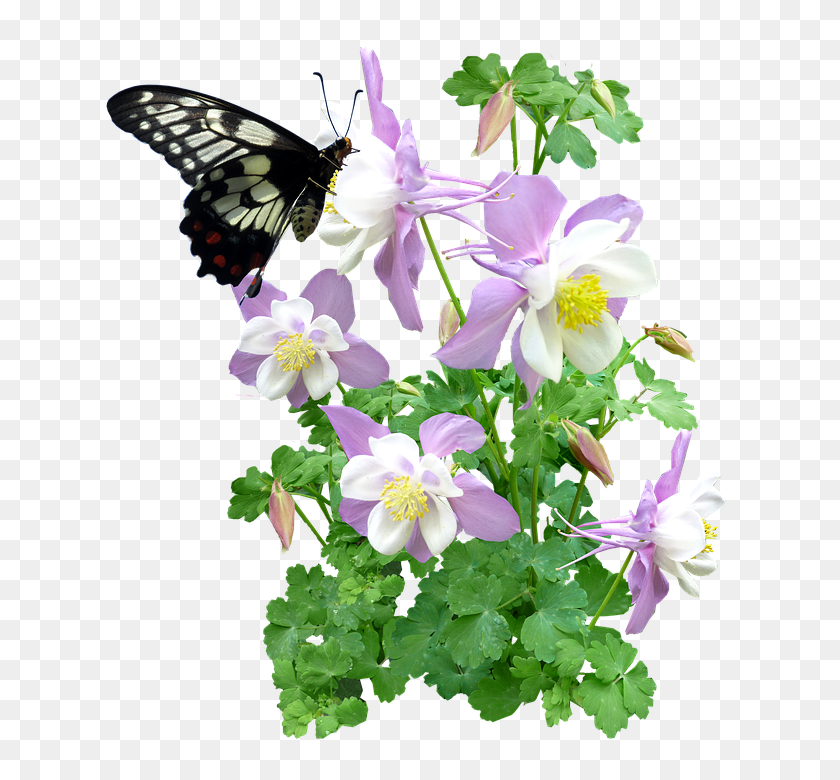 648x720 Бесплатные Фото Бабочки Насекомые Цветы Лето - Полевые Цветы Png