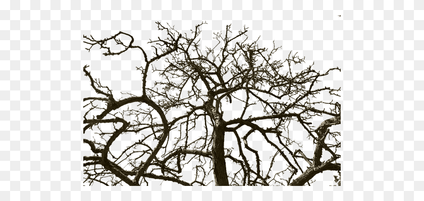 510x340 Бесплатные Фото Изолированные Вырезать Старое Дерево Без Листьев Из Дерева - Старое Дерево Png