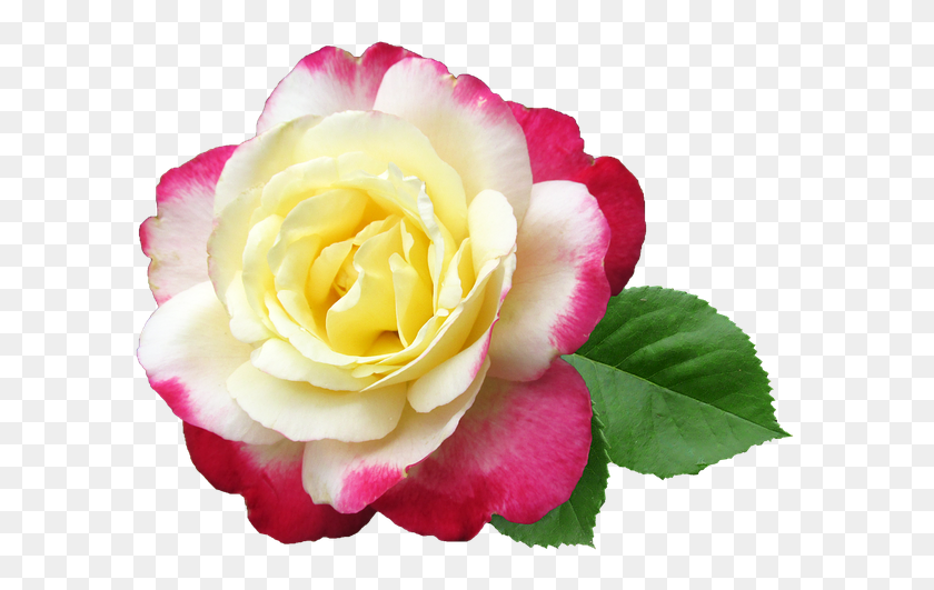 640x471 Бесплатные Фото Цветок Лилии Белладонна Вырезать - Цветок Лилии Png