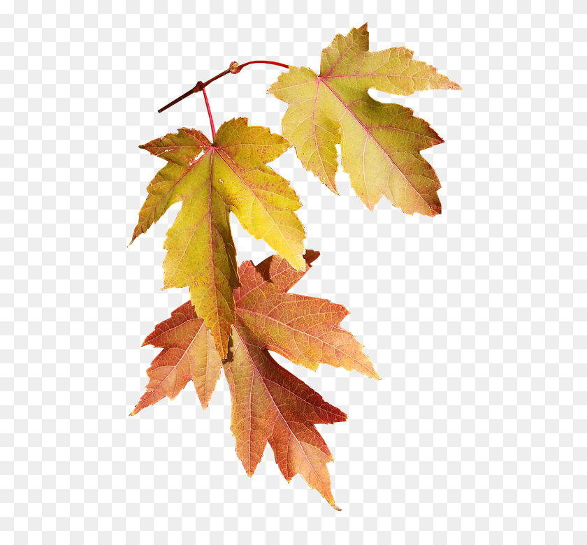 531x720 Бесплатные Фото Природа Дерево Листья Осенний Сезон Осень - Природа Png