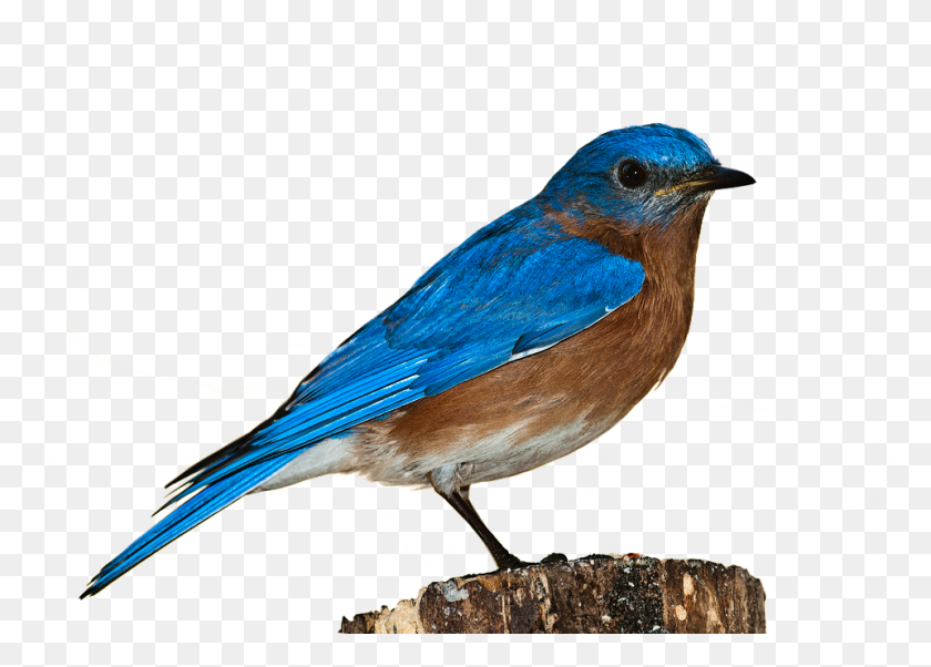 960x668 Бесплатные Фото Сидящая Птица Природа Птица Png Изолированная Синяя Птица - Сидящий Селезень Png