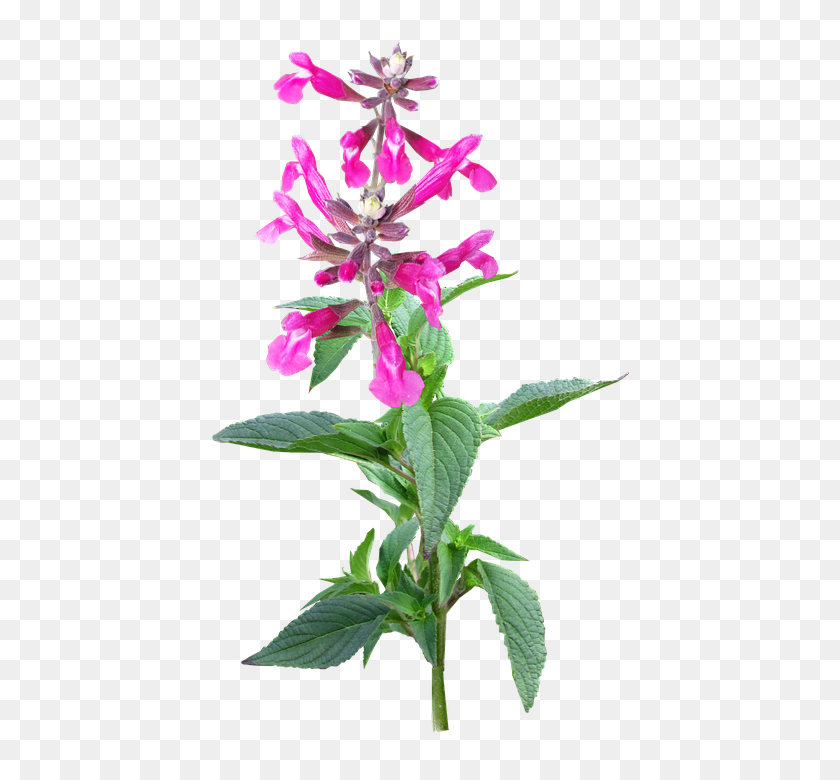 418x720 Free Photo Plant Flower Flora Stem - Flower Stem PNG