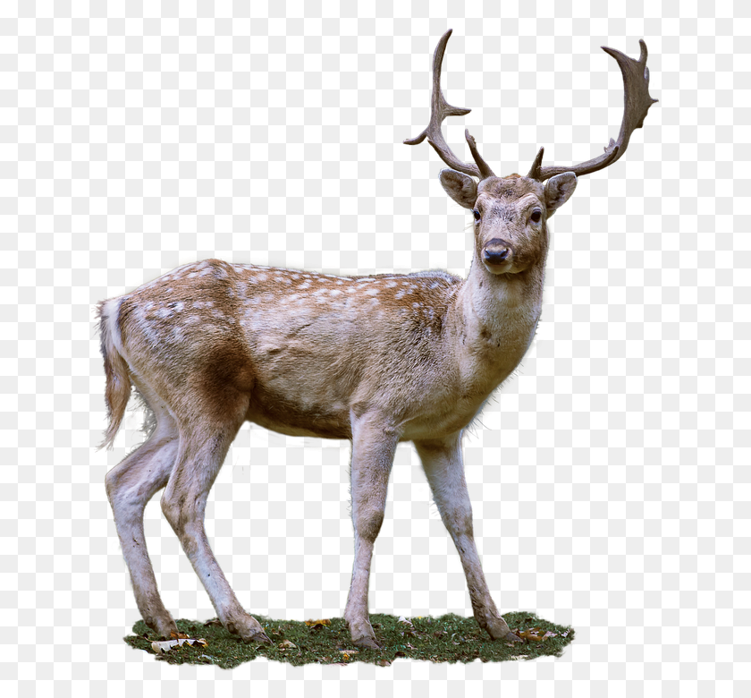 637x720 Free Photo Png Roe Deer Wild Nature Antler Fallow Deer - Antler PNG