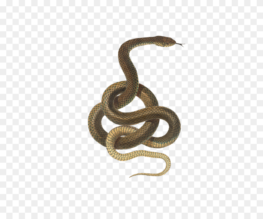 438x640 Foto Gratis De Reptil Png Aislado Vintage Animal Serpiente - Serpiente De Cascabel Png