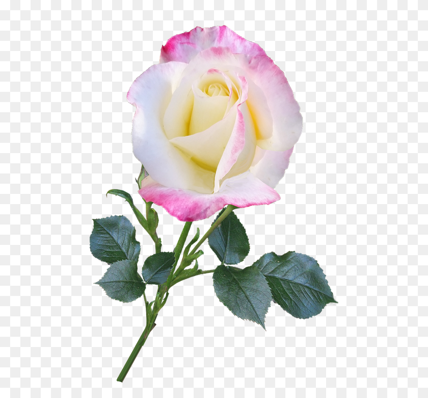 488x720 Бесплатные Фото Романтический Стебель Розы Природа Блум Цветок - Стебель Цветка Png