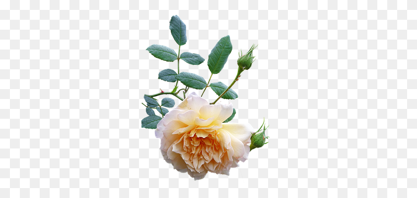 287x340 Бесплатные Фото Роза Блум Цветочное Растение Природа Желтый - Желтые Розы Png