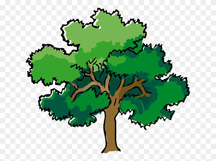 640x567 Бесплатные Фото Дерево Дуб Летние Листья Стволовые Ветви Зрелые - Зрелые Клипарт