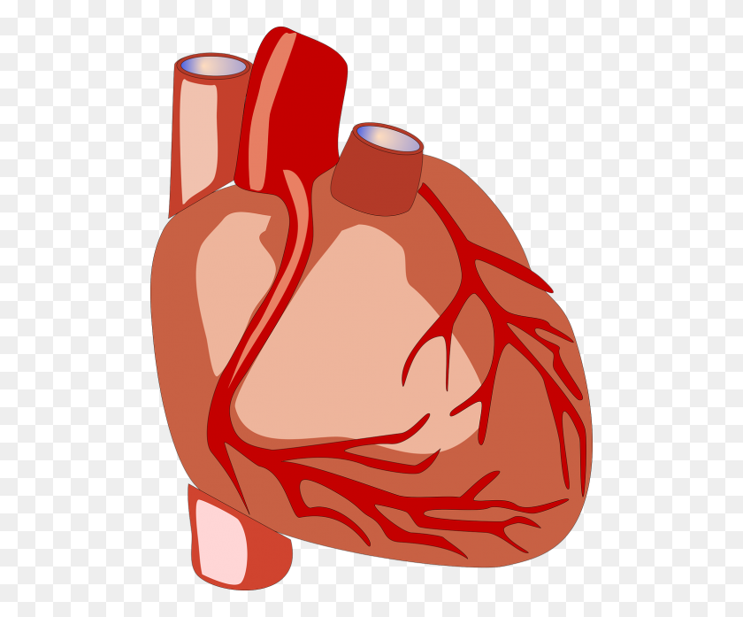 500x637 Бесплатные Фото Heart Health Search, Скачать - Здоровое Сердце Клипарт