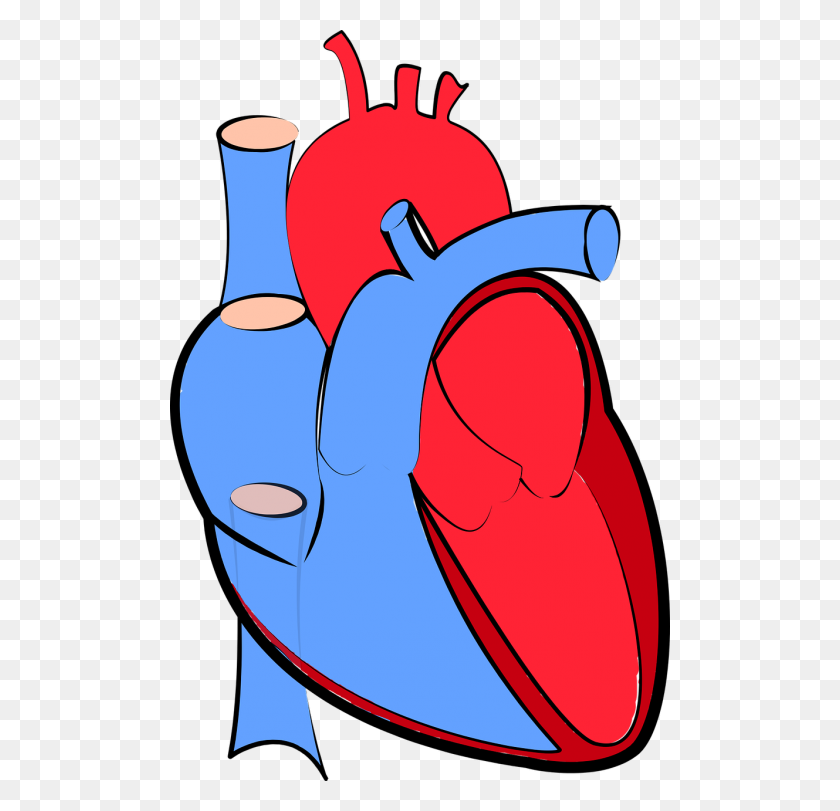 500x751 Free Photos Human Heart Search, Download - Heart Anatomy Clipart