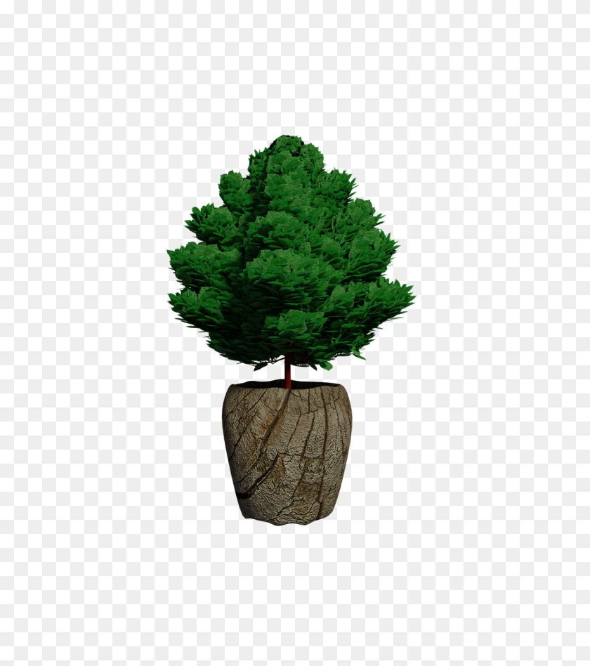 500x888 Free Photos Transparent Background Search, Download - Redwood Tree PNG