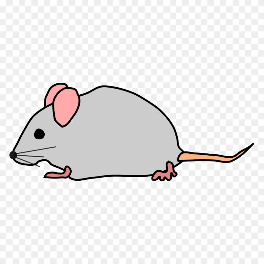 800x800 Free Pic Of Mice - Rat Clipart PNG