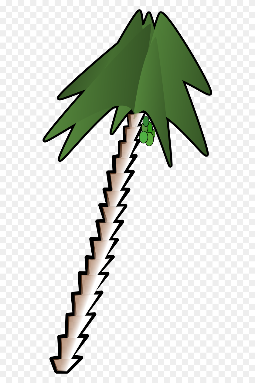 559x1200 Free Pictures Of A Palm Tree - Palm Tree Clipart PNG