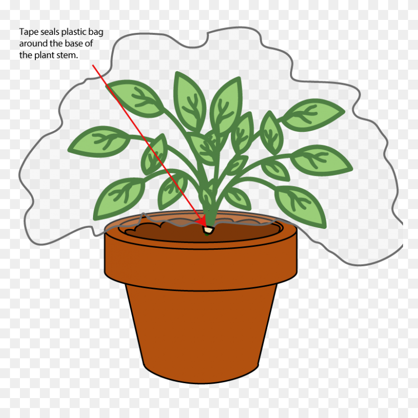 800x800 Free Potted Plants Pictures - Watering Plants Clipart