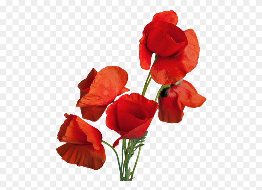 486x550 Free Premium Stock Photos - Poppy Flower PNG