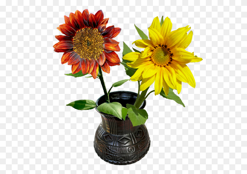 550x533 Free Premium Stock Photos - Flower Vase PNG
