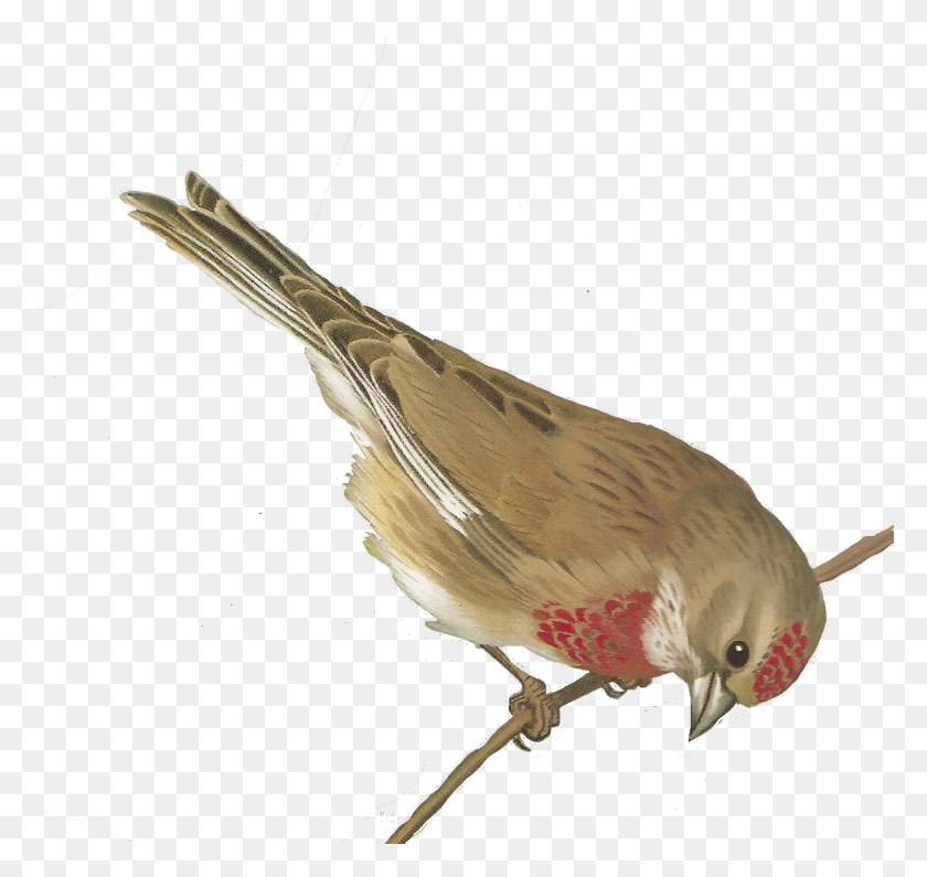 1173x1106 Бесплатные Картинки Для Печати Птиц - Волнистый Попугайчик Клипарт
