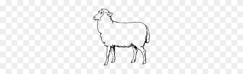 196x198 Free Sheep Clipart Png, Sheep Icons - Bighorn Sheep Clipart