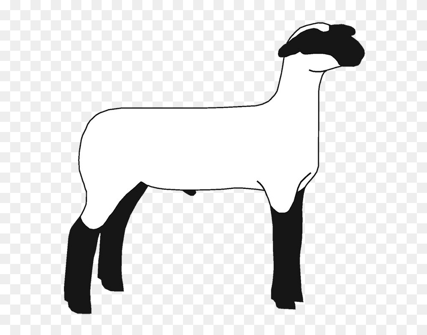 620x600 Free Show Lamb Clip Art Sheep Graphics Clublamb Images - Searching Clipart