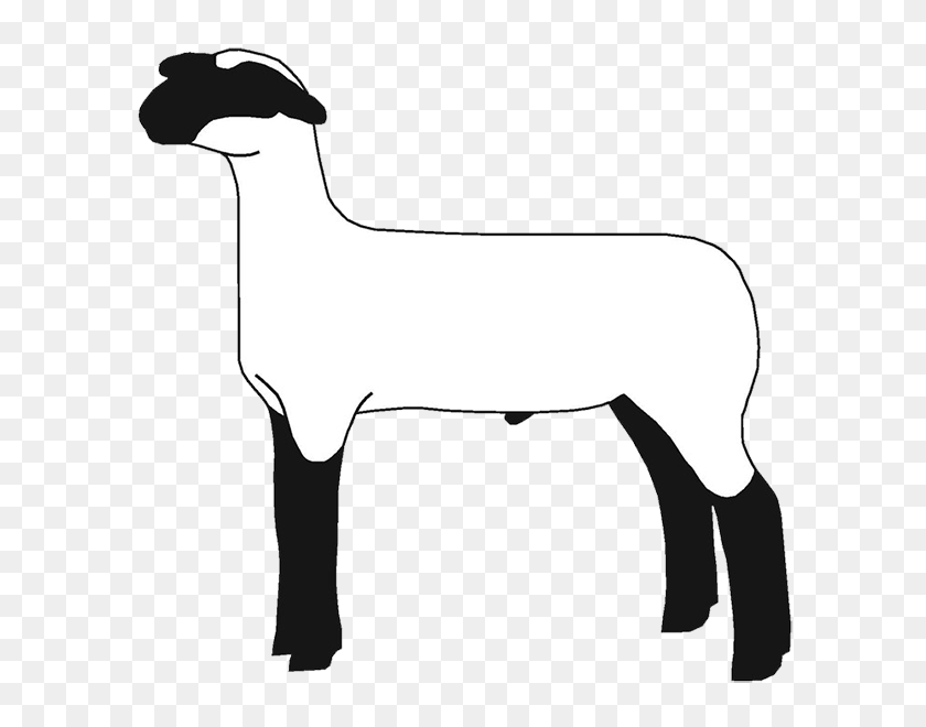 620x600 Free Show Lamb Clip Art Sheep Graphics Clublamb Images - Tolerance Clipart