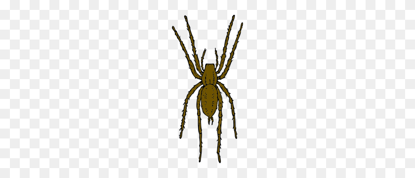 144x300 Бесплатный Векторный Клип-Арт Паутина - Клипарт Itsy Bitsy Spider
