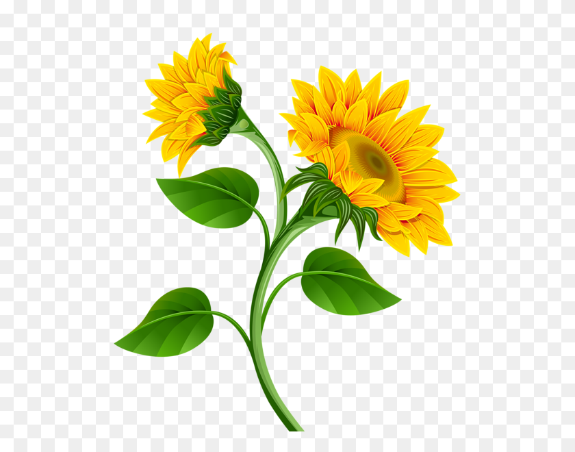 537x600 Free Sunflower Clipart Flower Clip Art Images - Sunflower Clipart PNG