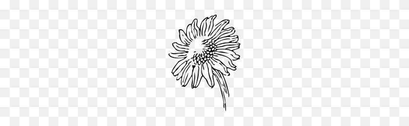 148x199 Free Sunflower Clipart Png, Sunflower Icons - Sunflower Clipart Outline