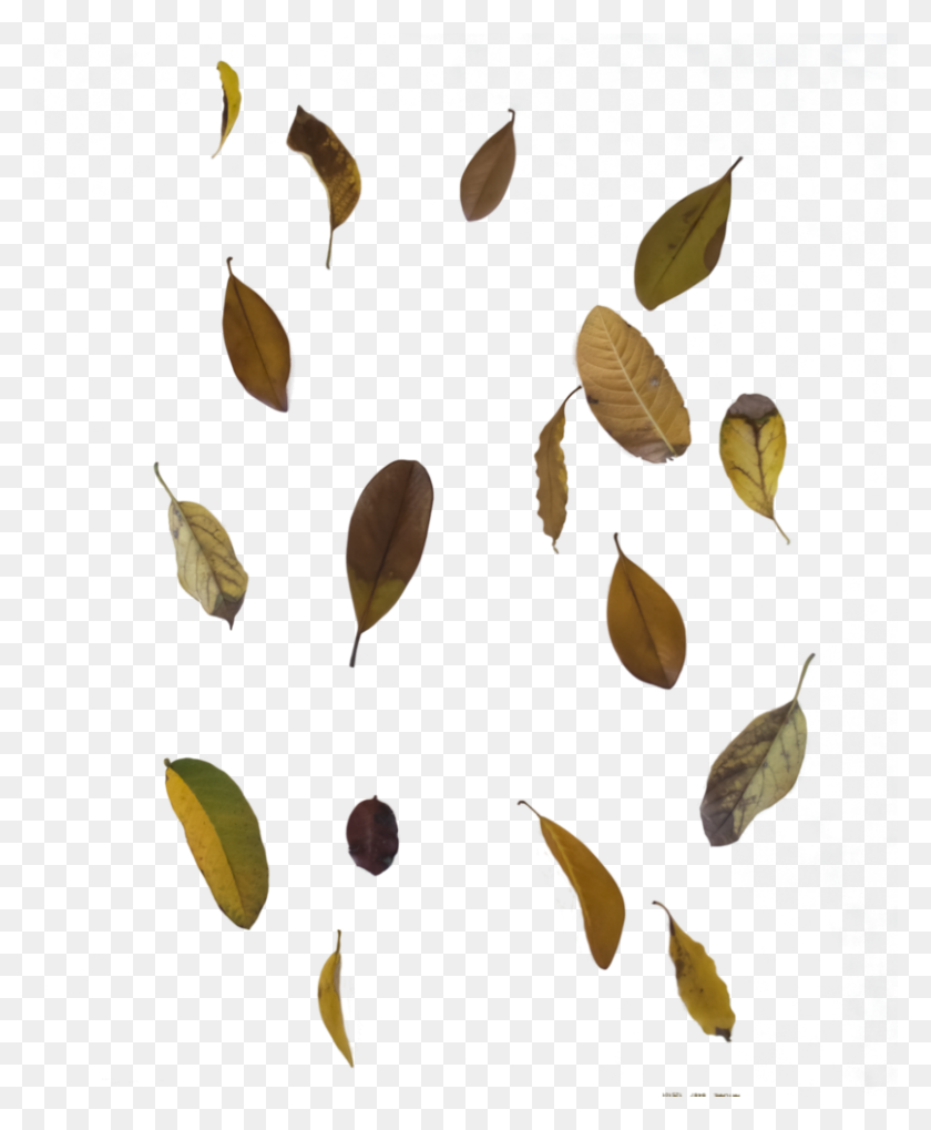 806x991 Free To Use Fallautumn Leaf Overlay - Flower Overlay PNG