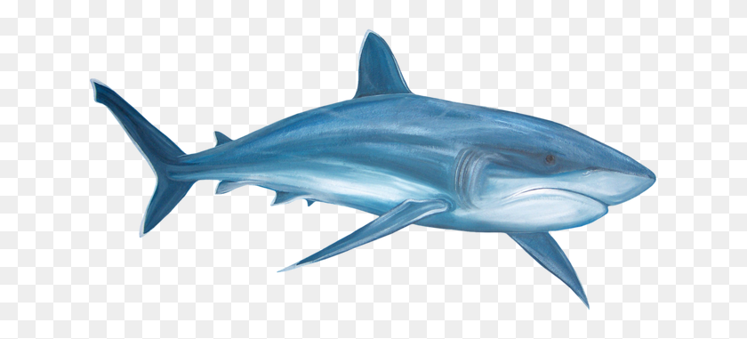 640x321 Морские Животные - Акула-Молот Клипарт