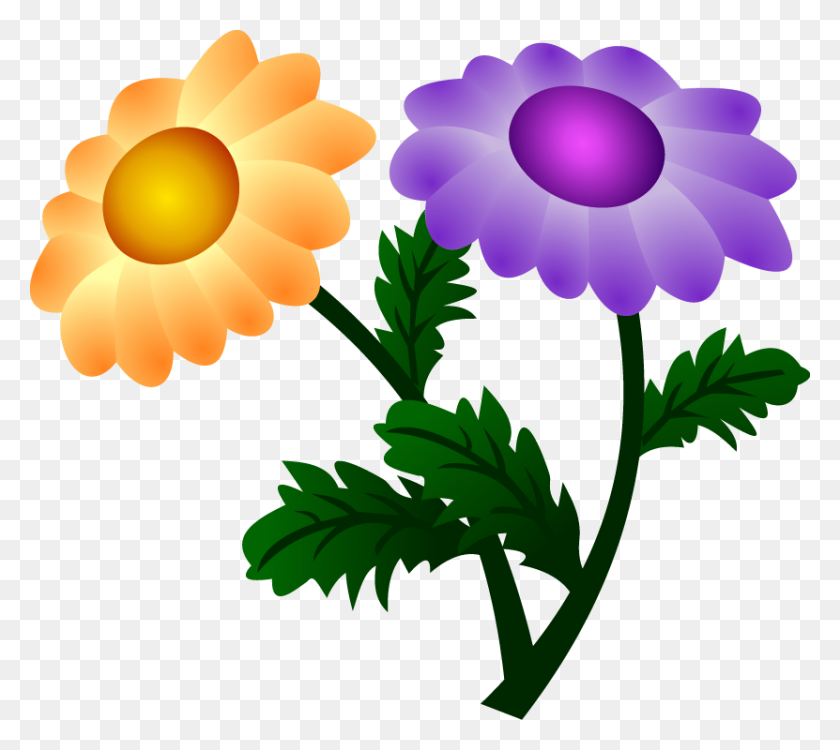 831x736 Free Vector Chrysanthemum - Chrysanthemum PNG