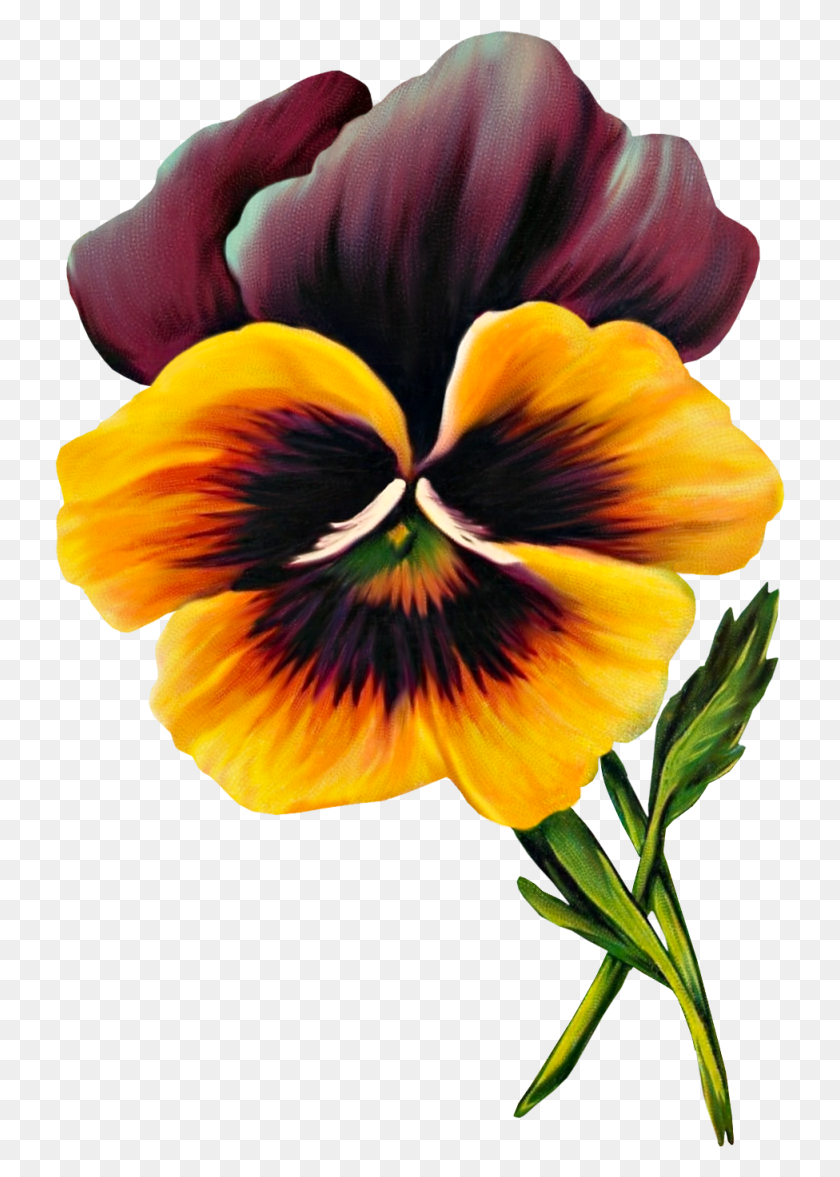 730x1117 Free Vintage Pansy Graphic - Vintage Floral Clipart