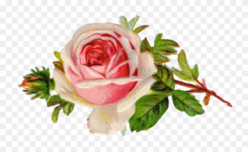 1024x601 Бесплатные Старинные Розы Картинки Карты И Папиролы - Старинный Цветочный Клипарт