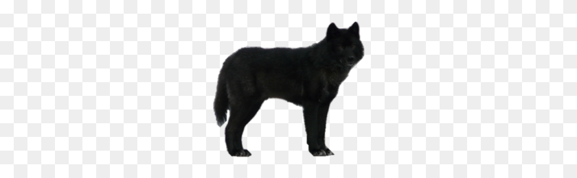 222x200 Free Wolf Png Images - White Wolf PNG