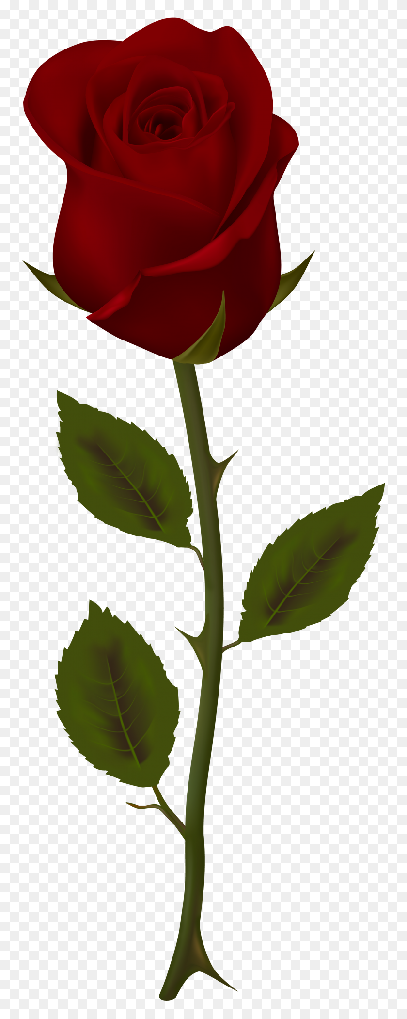 3057x8000 Халява Красные Розы, Темно - Золотая Роза Png