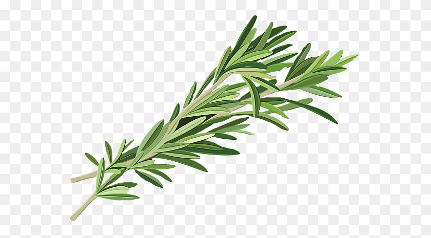 584x405 Freetoedit Sticker Rosemary Herb Herbs Witch Greenwitch - Rosemary PNG