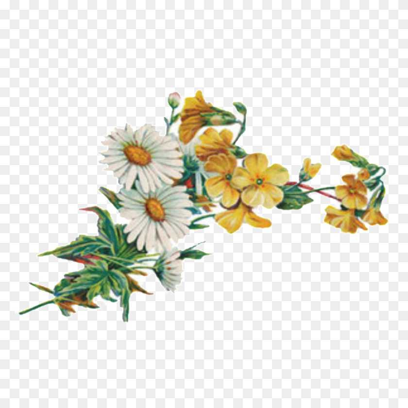 1024x1024 Fresh And Gentle Hand Painted Chrysanthemum Decorative Elements - Chrysanthemum PNG