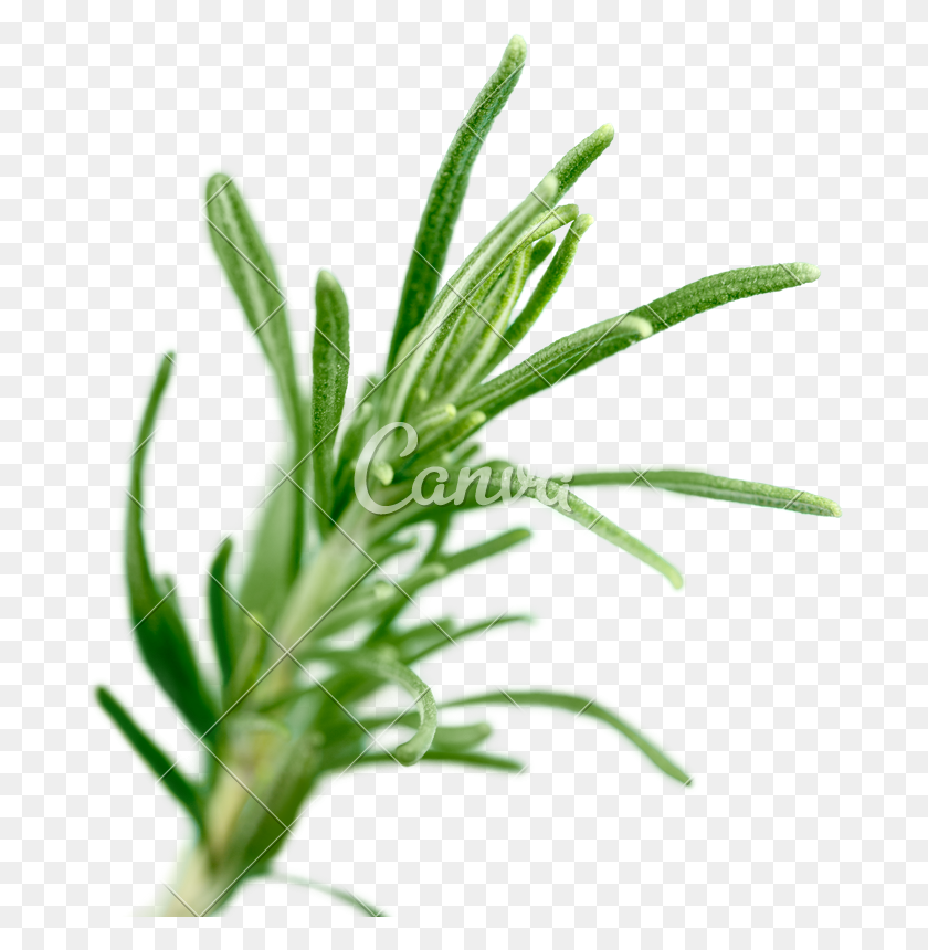 686x800 Fresh Green Sprig Of Rosemary Isolated On A White Background - Rosemary PNG