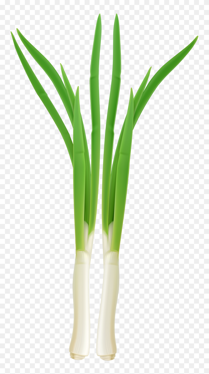 1621x3000 Fresh Onion Png Clipart - Onion PNG