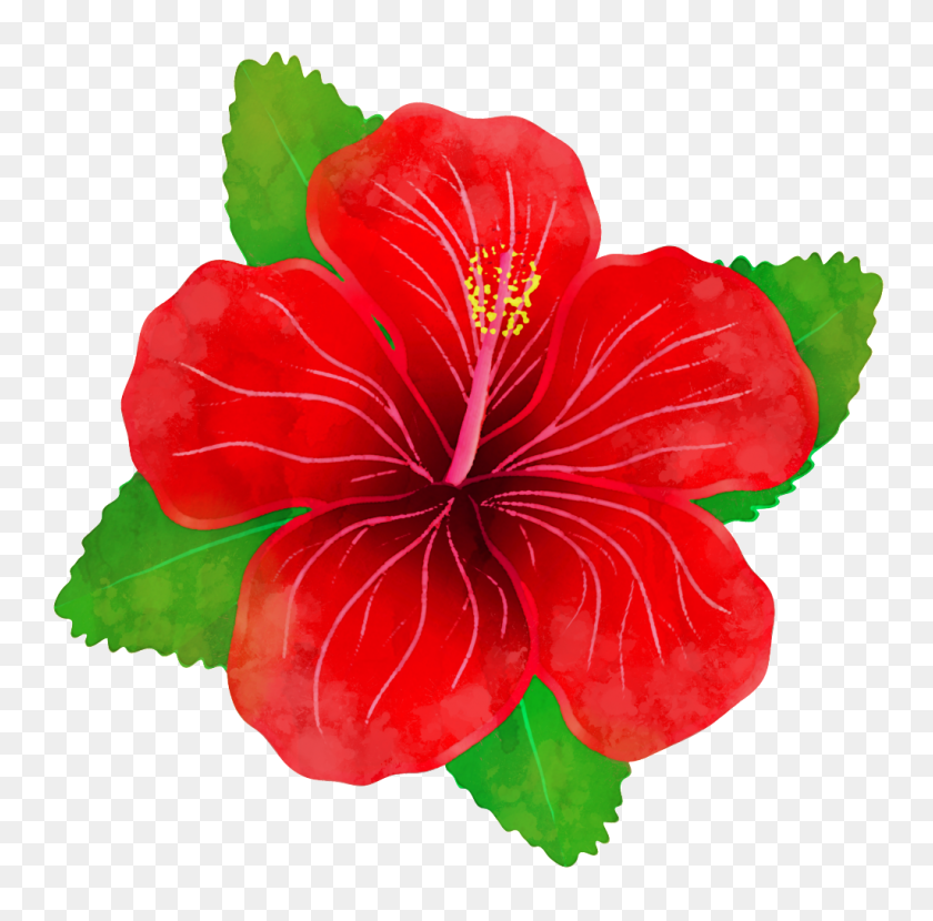1024x1011 Fresh Red Hibiscus Flower Png Transparent Free Png Download - Hibiscus Flower PNG