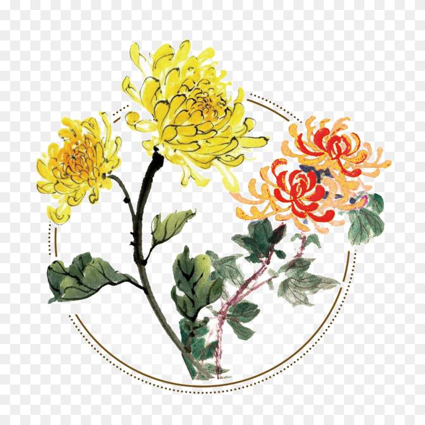 1024x1024 Elementos Decorativos De Crisantemo Fresco De Dos Tonos Pintados A Mano - Crisantemo Png