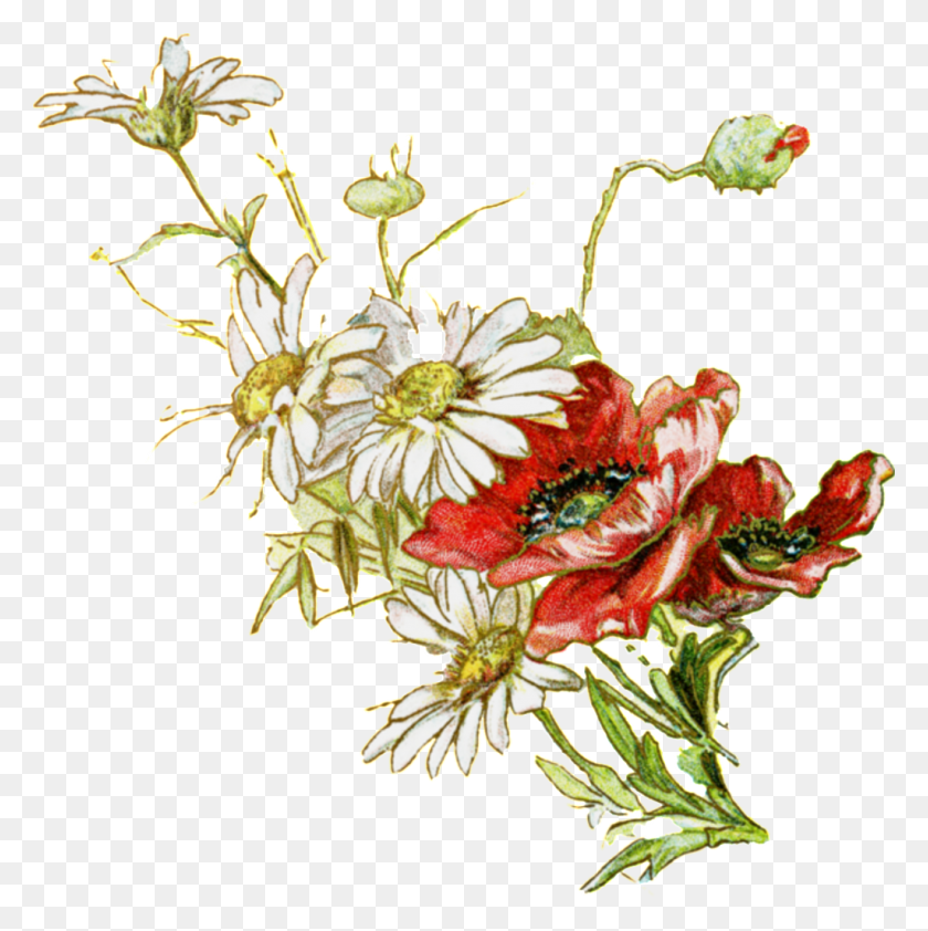 1024x1027 Fresh White Hand Drawn Chrysanthemum Decorative Elements Free - Chrysanthemum PNG