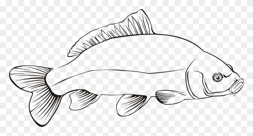 1495x750 Пресноводные Рыбы Карп Линии Искусства Пресной Воды - Северная Щука Клипарт