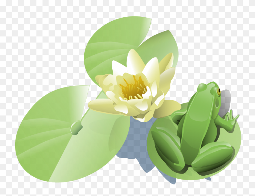 900x675 Frog On A Lily Pad Png Clip Arts For Web - Lily Pad PNG